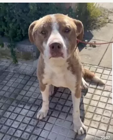 Ciro simil Amstaff 8 mesi trovato legato. Sicilia