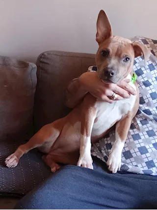 Cucciola amstaff