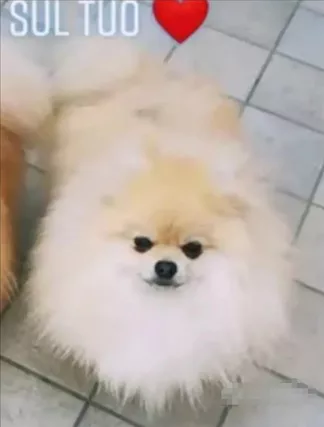 Pomerania Spitz Nano