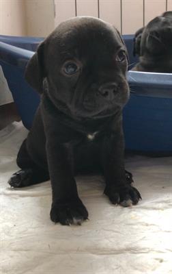Staffordshire bull terrier cuccioli - Foto 5