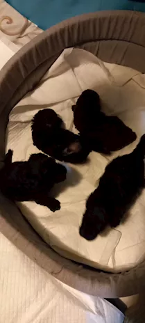Cuccioli nati il 16 Dicembre e pronti a metà Febbraio