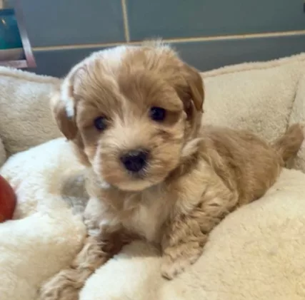 F1 Maltipoo femmine