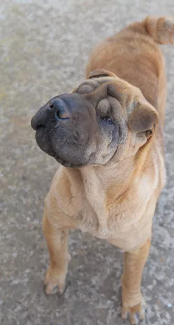 Anita cucciola in adozione, simil Sharpei - Foto 4