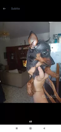 Cucciola di pincher