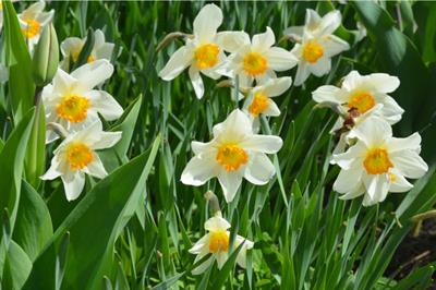Fiori recisi di calle, iris, narcisi, forsizia, ecc - Foto 6