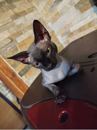 Cucciolo sphynx intero nato il 11/08/24