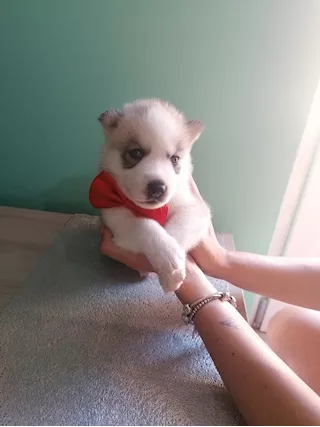 Cuccioli di razza originali