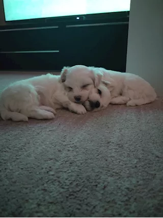 Cuccioli Razza maltese - Foto 2